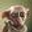DOBBY